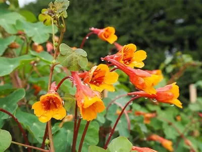 La Enigmática Flor de Mashua: Un Tesoro Andino por Descubrir
