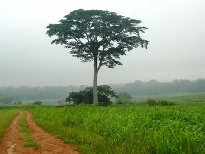 Iroko: La Madera Tropical de Excelencia en Construcción y Diseño