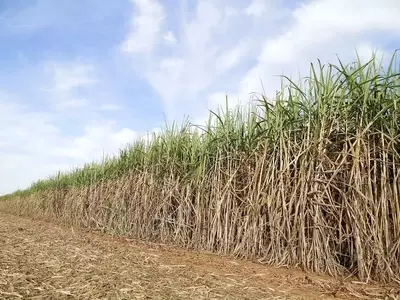 La Caña de Azúcar: Cultivo, Enfermedades y Gestión para una Cosecha Saludable