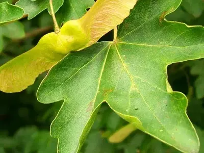 El Acer Campestre: Un Árbol Versátil para Paisajes y Jardines Sostenibles