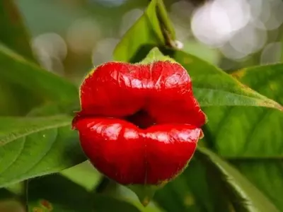 Descubriendo la Psicotria Elata: La Enigm￡tica Planta de los "Labios Calientes" del Amazonas