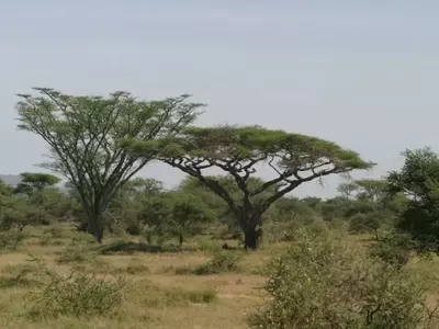 Acacia abyssinica: Un Tesoro Botánico Africano