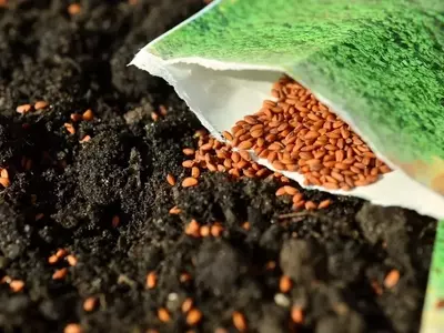 Guía Definitiva de Siembra para un Huerto Productivo en Marzo