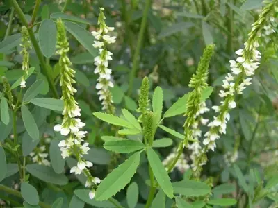 Descubriendo el Trébol Blanco Dulce: Joya Botánica de Noruega y Más Allá