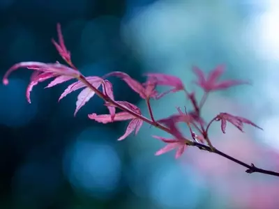 Guía Completa para la Salud del Arce Japonés: Prevención y Tratamiento de Enfermedades