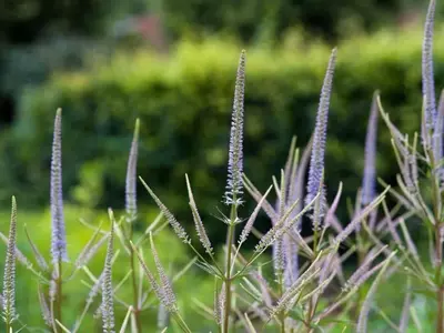Veronicastrum: Guía Completa para su Cultivo y Cuidado