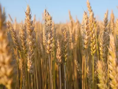 Optimización del Cultivo de Trigo: Claves para una Fertilización Efectiva