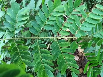 Albizia ferruginea: La Joya Tropical de la Madera