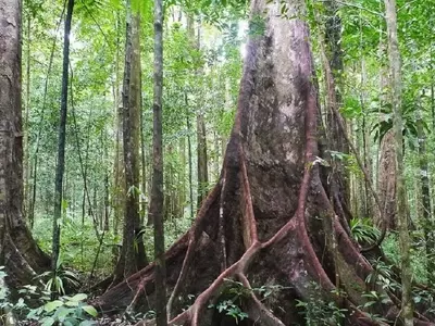 Descubriendo el Sloanea caribaea: El Gigante Esplendoroso del Caribe