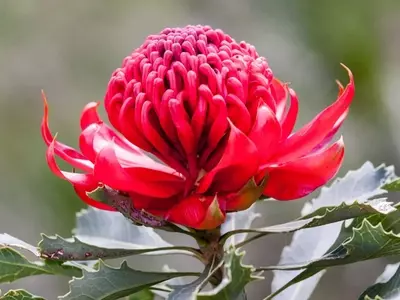 La Terapia Floral Bush: Un Enfoque Holístico desde la Tierra Australiana