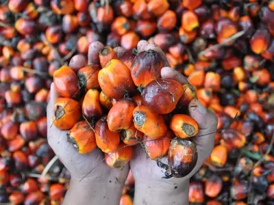 El Aceite de Palma: Origen, Usos y Desafíos