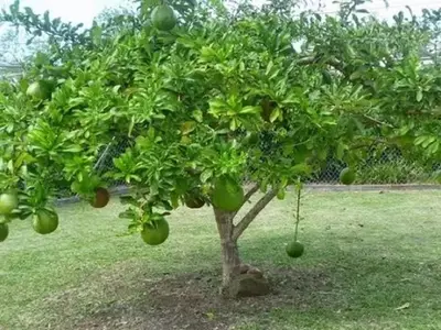 El Enigmático Árbol de las Calabazas: Un Tesoro Botánico y Cultural