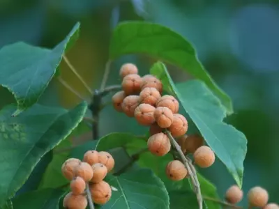 Descubriendo el majestuoso Croton Sylvaticus: Un tesoro botánico africano