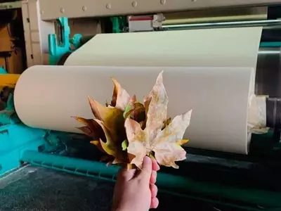 La Silvicultura Sostenible y la Producción de Papel: Un Vistazo a los Árboles Utilizados