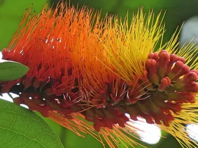 La Misteriosa Enredadera Pincel del Mono: Un Vistazo a la Fascinante Flora Amazónica