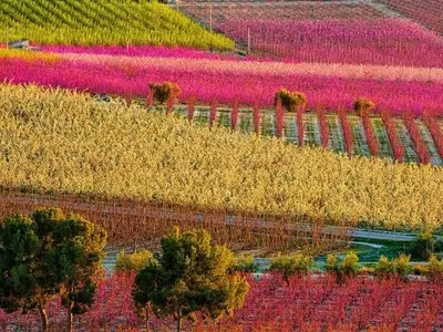 El Esplendor de la Floración en Cieza: Un Mosaico de Color y Vida