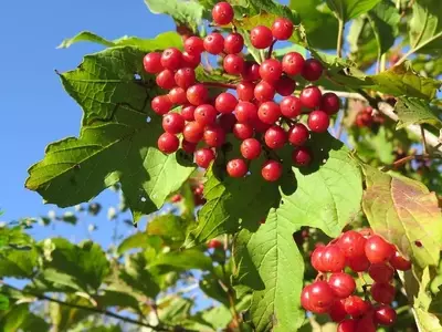 El Viburnum Hondurense al Borde de la Extinción: Un Llamado a la Acción
