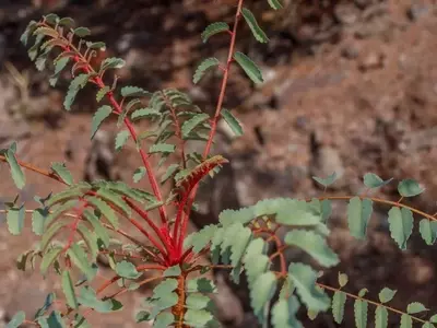 Marcetella Moquiniana: El Tesoro Botánico de las Islas Canarias
