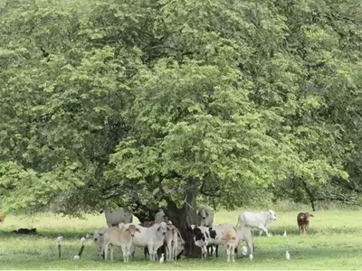 Descubriendo el Caulote: Un Tesoro Botánico con Cafeína Natural