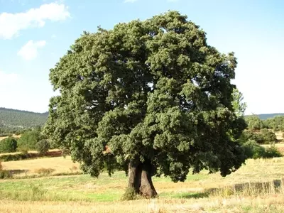 Descubriendo el Quercus Ilex: El Fascinante Árbol Chaparro