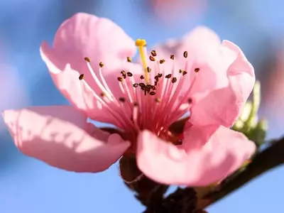 La Rosa de Durazno: Símbolo de Amor y Gratitud en la Cultura Floral