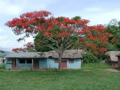 El Ceibo: Un Árbol Multifacético de Gran Valor