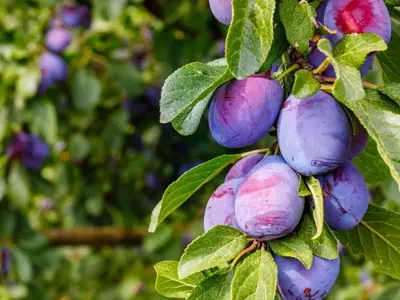 Cosecha de Ciruelas en California: Desafíos Laborales y el Panorama Actual