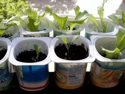 Guía Completa para Sembrar en tu Huerto Urbano: Herramientas y Accesorios Esenciales