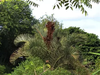 Descubriendo la Majestuosa Raphia Australis: La Palmera de Hojas Gigantes