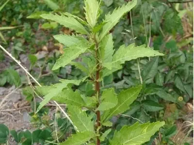 Descubriendo la Versátil Chenopodium ambrosioides: Una Joya Prehispánica y Medicinal