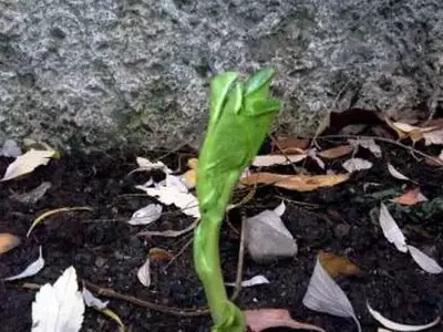 Cultivo de Habas en Macetas: Guía Completa para Jardineros Urbanos