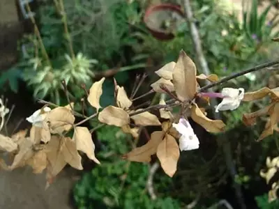La Resurrección Vegetal: Estrategias para Salvar Plantas Deshidratadas