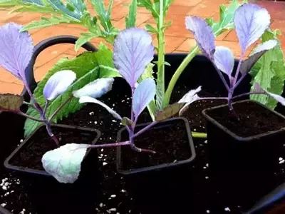 Cultivo Exitoso de Coles: Desde la Semilla hasta el Huerto