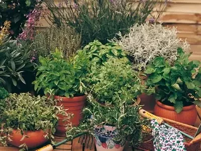 El Arte de Cultivar Hierbas Aromáticas: Una Guía Esencial