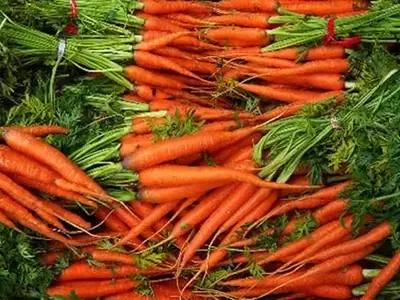 Cultivo de Zanahorias en Contenedores: Una Guía Completa