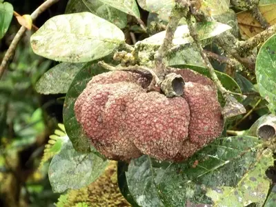Quercus bumelioides: Un Roble Emblemático de México