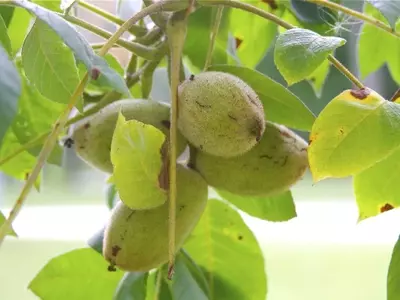 Descubriendo el Nogal Blanco (Juglans cinerea): Un Árbol Multifacético de Norteamérica