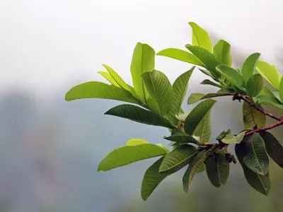 La Guayaba: Un Árbol Tropical Versátil para Tu Jardín o Maceta