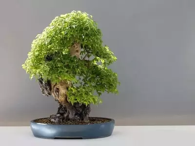 El Arte de Seleccionar la Maceta Perfecta para Tu Bonsái