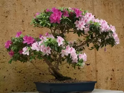 Plantas que Exigen un Cuidado Especial: Una Guía Detallada