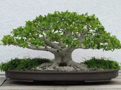 El Arte de Cultivar Bonsáis Tropicales en Interiores