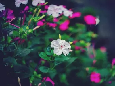 La Mirabilis jalapa: Un Tesoro Versátil para Embellecer su Jardín