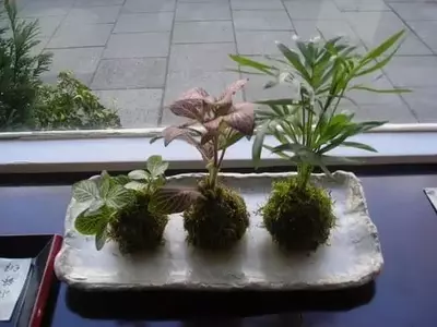 El Arte de la Kokedama: Guía Completa para Crear y Cuidar Tu Propio Jardín Colgante