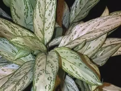 Plantas de Oficina: Un Oasis de Bienestar en el Entorno Laboral