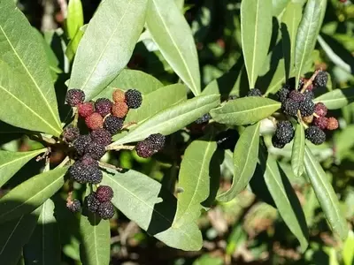 Descubriendo la Myrica Faya: Un Árbol Emblemático y su Doble Naturaleza