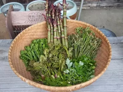 Cultiva tu Despensa: Plantas Comestibles para un Jardín Saludable y Sostenible