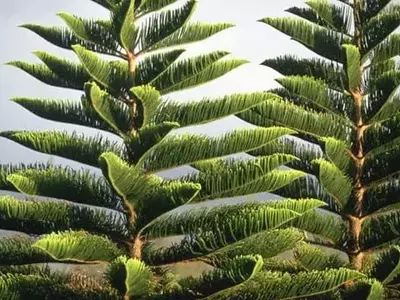 Árbol de Navidad: ¿Natural o Artificial? Una Elección con Impacto Ambiental