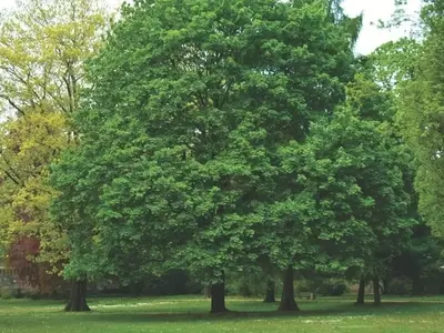 Descubriendo el Arce Noruego: Un Árbol Majestuoso para tu Jardín