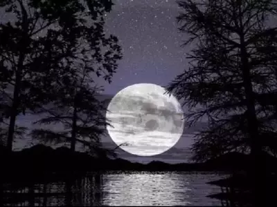 Influencia Lunar en la Jardinería: Guía Práctica
