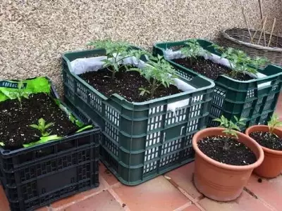 Guía Completa para el Cultivo Doméstico de Patatas